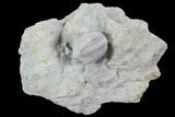 Blastoid (Pentremites) Fossil - Illinois #92224-1